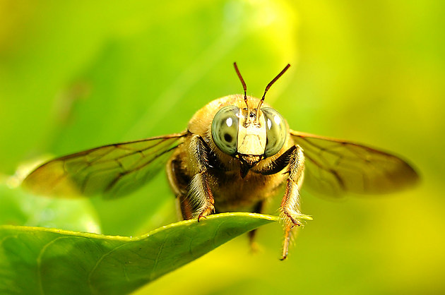 體長0.5厘米的蜜蜂是哪種蜂(有一種很小的蜜蜂叫什么蜂) 體長0.5厘米的蜜蜂是哪種蜂(有一種很小的蜜蜂叫什么蜂)