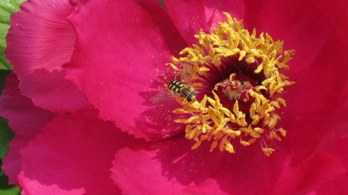 【蜜蜂知識】蜜蜂的養殖技術有哪些? 蜜蜂的養殖技術有哪些?