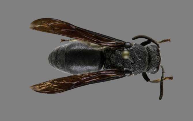 細腰蜂的分布地區 細腰蜂的分布地區