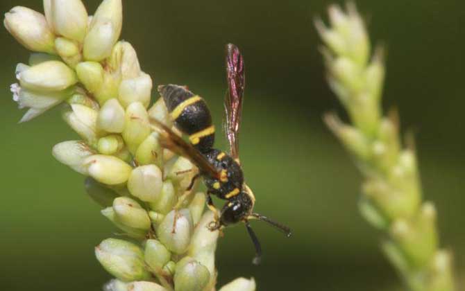 細腰蜂的分布地區 細腰蜂的分布地區