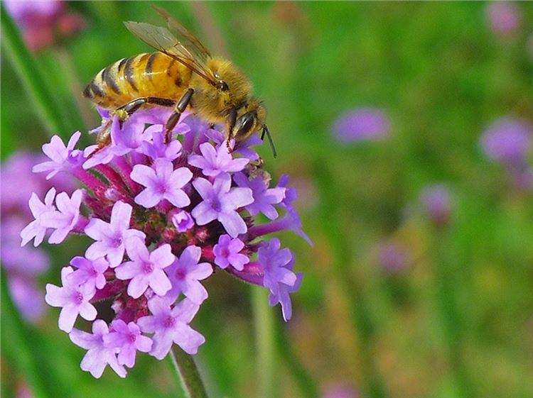 【蜜蜂養(yǎng)殖】驅(qū)趕蜜蜂的最佳方法 驅(qū)趕蜜蜂的最佳方法