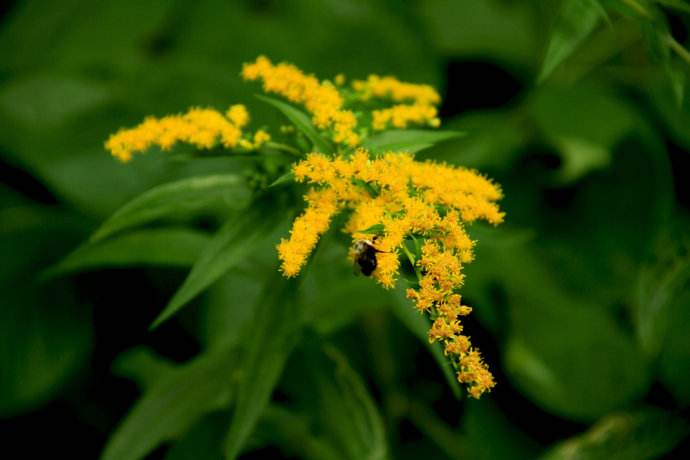 【蜜蜂養(yǎng)殖】驅(qū)趕蜜蜂的最佳方法 驅(qū)趕蜜蜂的最佳方法