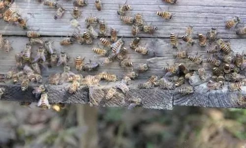 土蜂和意蜂能放在一個蜂場養嗎(中蜂和意蜂混養) 土蜂和意蜂能放在一個蜂場養嗎(中蜂和意蜂混養)