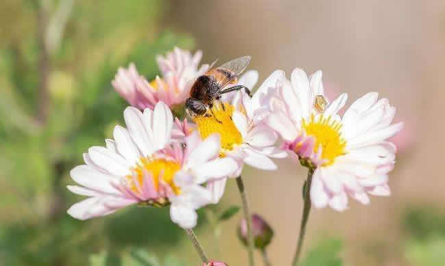 工蜂拖幼蟲是什么原因？