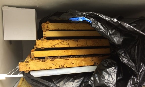 中蜂養蜂場怎樣預防蠟蛾(看看老外如何防治蠟螟) 中蜂養蜂場怎樣預防蠟蛾(看看老外如何防治蠟螟)