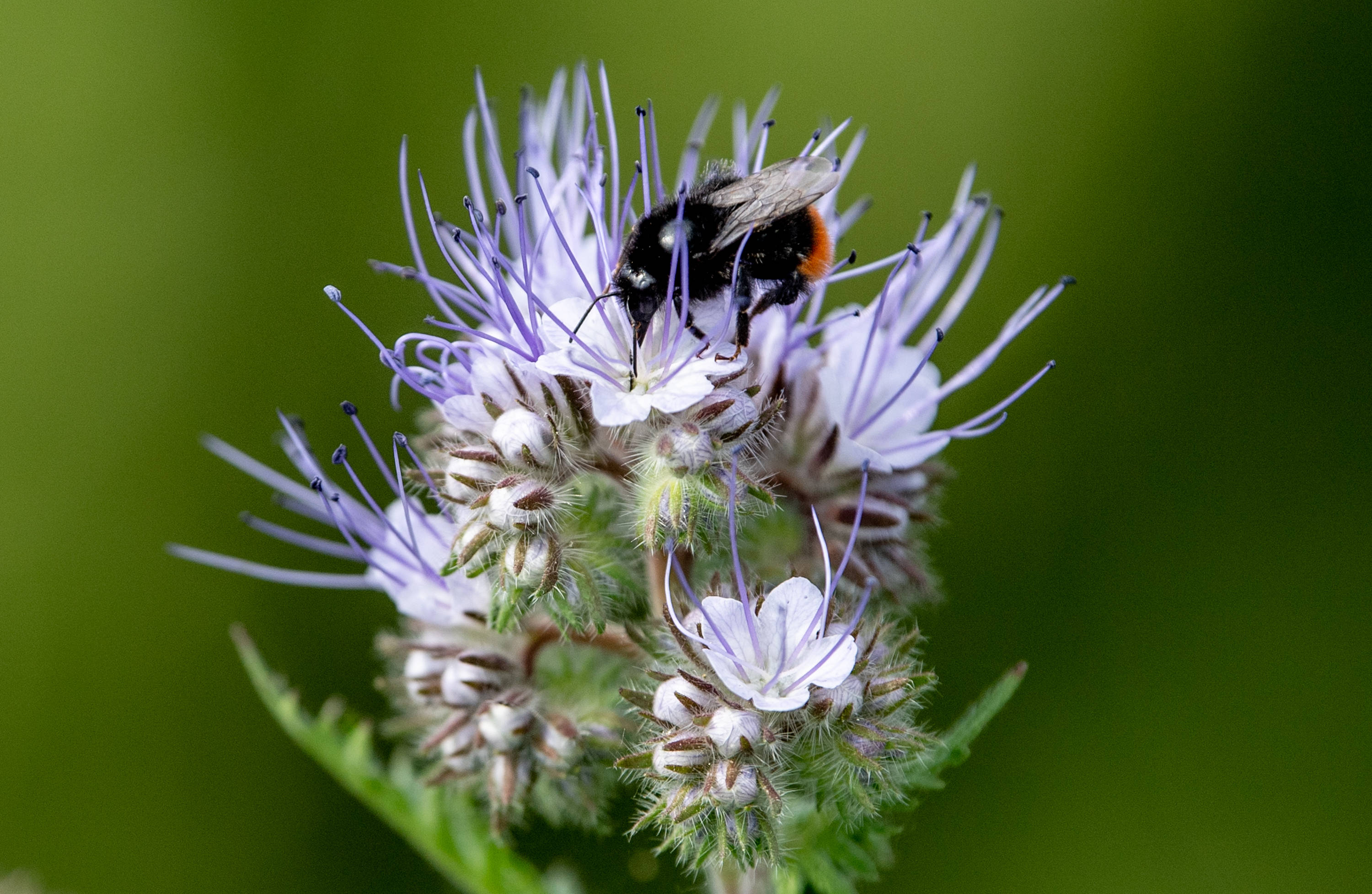 蜜蜂會采集有毒的花嗎(蜜蜂采到有毒的花怎么辦) 蜜蜂會采集有毒的花嗎(蜜蜂采到有毒的花怎么辦)