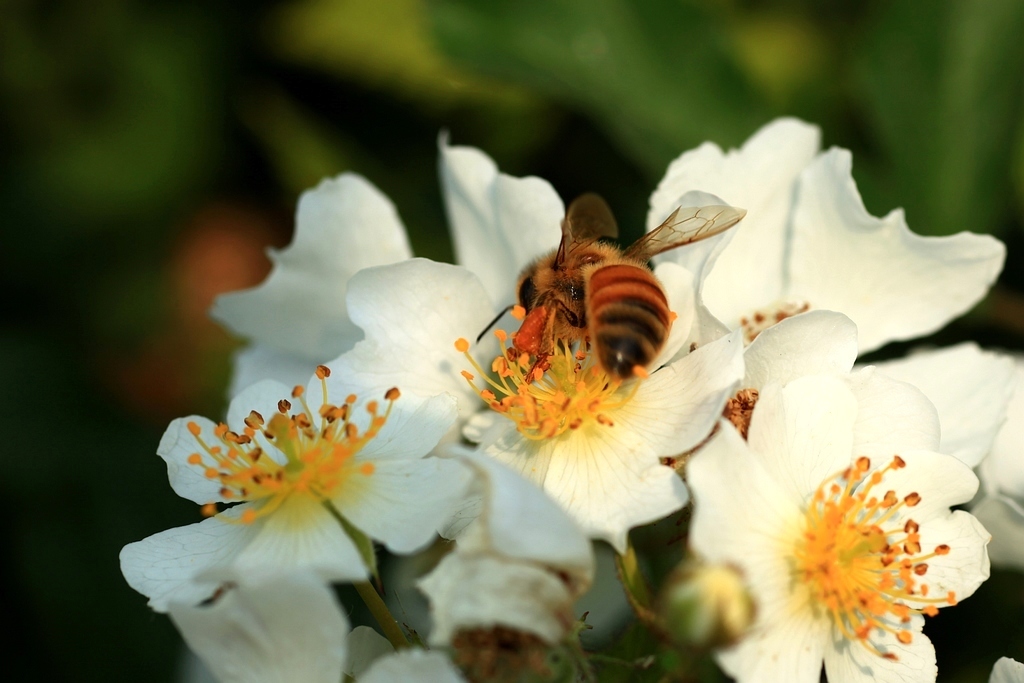 蜜蜂會采集有毒的花嗎(蜜蜂采到有毒的花怎么辦) 蜜蜂會采集有毒的花嗎(蜜蜂采到有毒的花怎么辦)