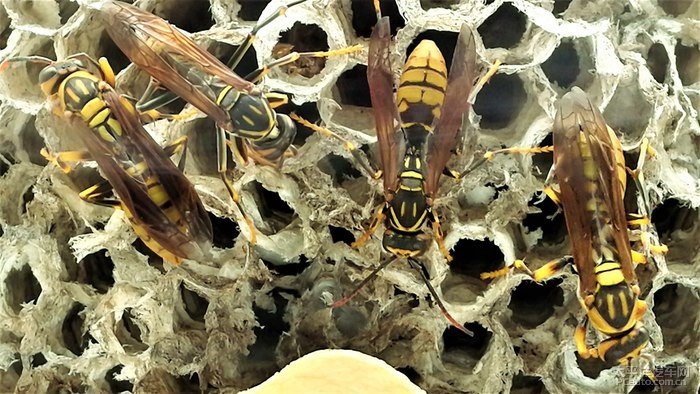 馬蜂有蜂王嗎(馬蜂王和馬蜂的區(qū)別) 馬蜂有蜂王嗎(馬蜂王和馬蜂的區(qū)別)