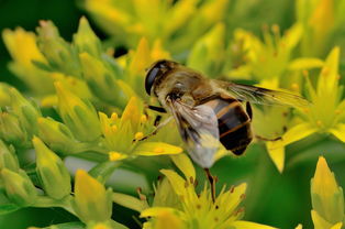 蜂王與工蜂的相同點是什么(蜂王跟蜜蜂有什么區別) 蜂王與工蜂的相同點是什么(蜂王跟蜜蜂有什么區別)