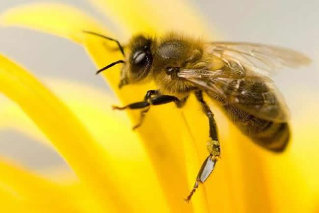 【蜜蜂知識】意大利蜂的優缺點 意大利蜂的優缺點