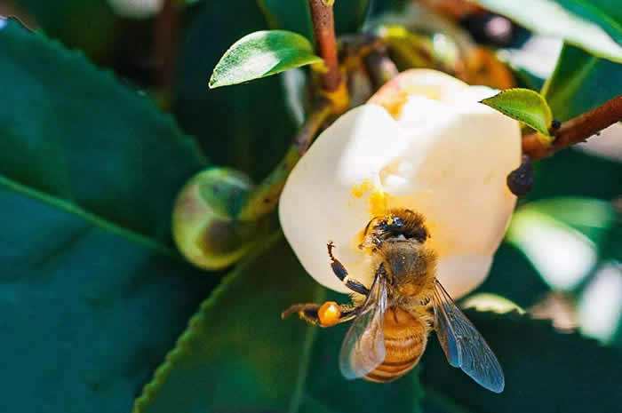 中蜂如何飼養雙王群？有什么優點和缺點(中蜂雙王群的三利三弊)