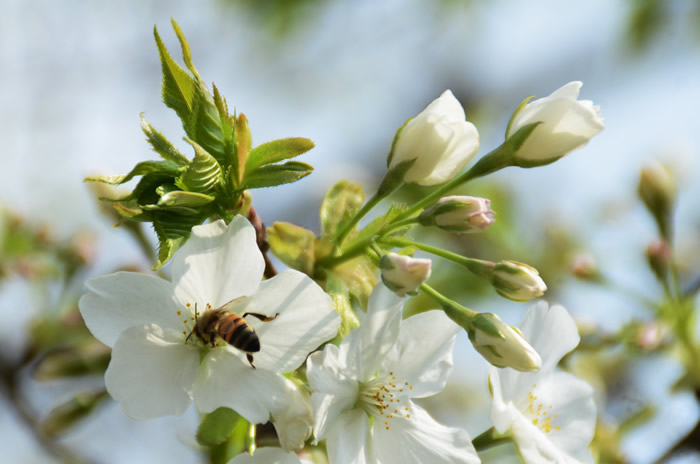 中蜂如何飼養雙王群？有什么優點和缺點(中蜂雙王群的三利三弊)