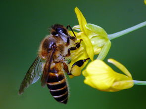 蜂王與工蜂雄峰有什么發(fā)育來(什么是雄蜂) 蜂王與工蜂雄峰有什么發(fā)育來(什么是雄蜂)