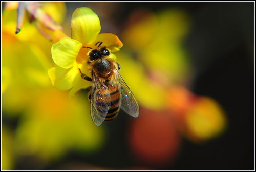蜂王與工蜂雄峰有什么發(fā)育來(什么是雄蜂) 蜂王與工蜂雄峰有什么發(fā)育來(什么是雄蜂)