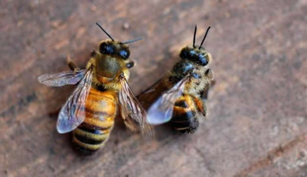 【蜜蜂知識】夏季蜂王停產的原因? 【蜜蜂知識】夏季蜂王停產的原因?