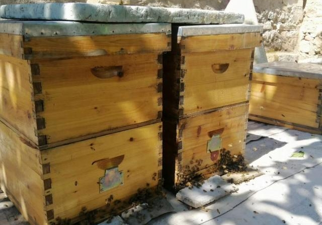 新手怎么樣活框養蜂(新手開始養蜂需要學習什么) 新手怎么樣活框養蜂(新手開始養蜂需要學習什么)