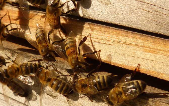 蜜蜂養殖新技術及注意事項(蜜蜂養殖實用技術介紹) 蜜蜂養殖新技術及注意事項(蜜蜂養殖實用技術介紹)