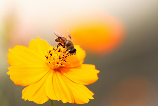 蜜蜂自然分蜂時會往哪里飛呢? 蜜蜂自然分蜂