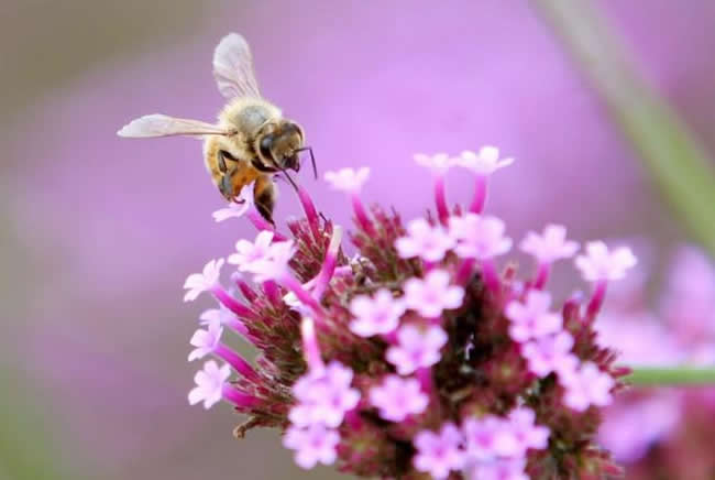 蜜蜂自然分蜂時會往哪里飛呢? 蜜蜂自然分蜂