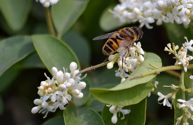 蜜蜂自然分蜂時會往哪里飛呢? 蜜蜂自然分蜂