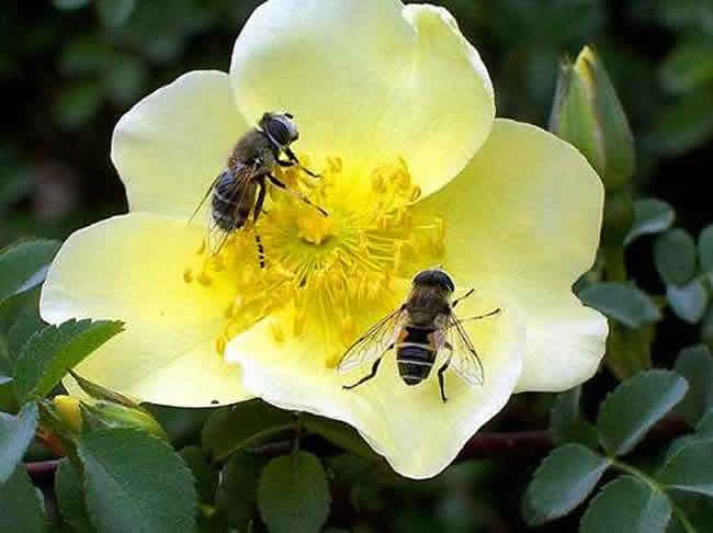 蜜蜂自然分蜂時會往哪里飛呢? 蜜蜂自然分蜂