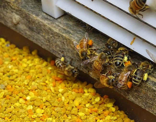 蜜蜂自然分蜂時會往哪里飛呢? 蜜蜂自然分蜂