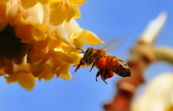 【蜜蜂知識(shí)】中華蜜蜂在哪里分布? 【蜜蜂知識(shí)】中華蜜蜂在哪里分布?