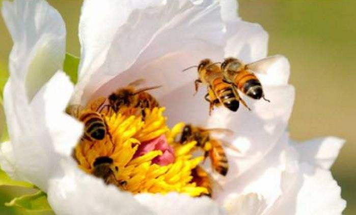 【蜜蜂知識(shí)】中華蜜蜂在哪里分布? 【蜜蜂知識(shí)】中華蜜蜂在哪里分布?