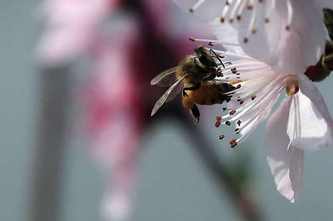 【蜜蜂知識(shí)】中華蜜蜂在哪里分布? 【蜜蜂知識(shí)】中華蜜蜂在哪里分布?