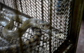 世界上最大的蛇有多大(世界上最大的蛇有多重) 10米巨蟒真的存在?世界上最大的蟒蛇多長?溫度上升出現新品種