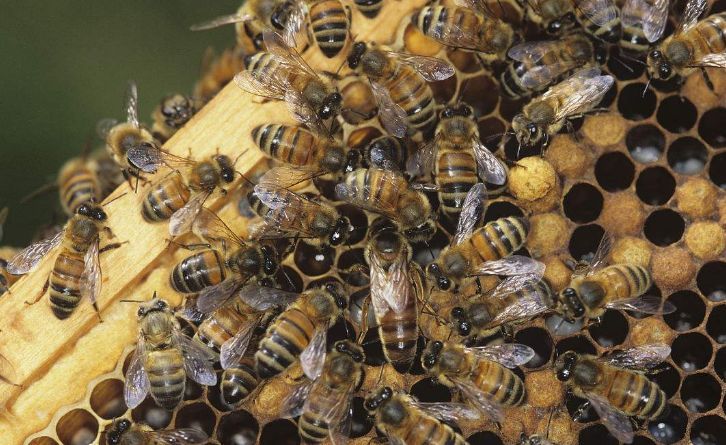 蜜蜂中的蜂王和工蜂分別是什么蜂(蜂王和工蜂是雌蜂還是雄蜂) 蜜蜂中的蜂王和工蜂分別是什么蜂(蜂王和工蜂是雌蜂還是雄蜂)