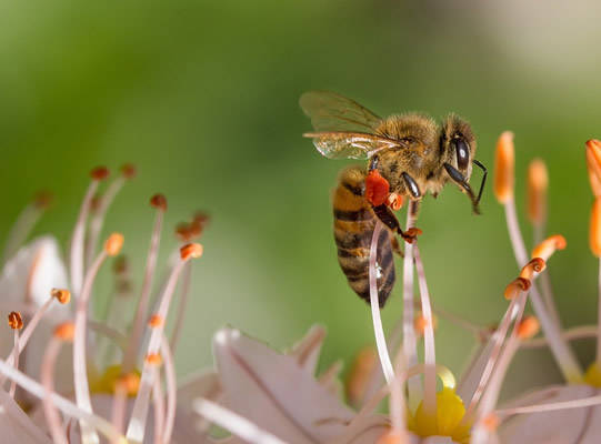 為什阿壩中蜂能用意蜂巢脾產卵(意蜂蜂巢能用來產中蜂巢蜜嗎) 為什阿壩中蜂能用意蜂巢脾產卵(意蜂蜂巢能用來產中蜂巢蜜嗎)