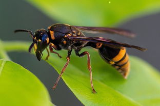 胡蜂養(yǎng)殖技術(shù)和方法(教你如何成功養(yǎng)殖胡蜂) 胡蜂養(yǎng)殖技術(shù)和方法(教你如何成功養(yǎng)殖胡蜂)