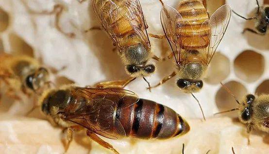 買一只蜂王就可以引來蜜蜂嗎(有蜂王能引來蜜蜂嗎) 買一只蜂王就可以引來蜜蜂嗎(有蜂王能引來蜜蜂嗎)