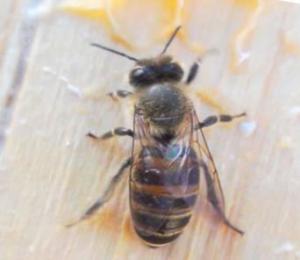 怎樣收意蜂場的散蜂(收捕的蜂群3步走) 怎樣收意蜂場的散蜂(收捕的蜂群3步走)