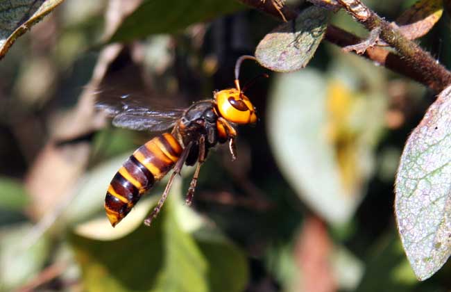 喀爾巴阡蜂的優(yōu)缺點(diǎn)(喀爾巴阡蜂的品種優(yōu)勢(shì)) 喀爾巴阡蜂的優(yōu)缺點(diǎn)(喀爾巴阡蜂的品種優(yōu)勢(shì))