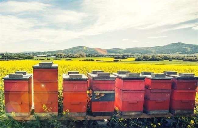 新手如何養(yǎng)好蜜蜂?(7個方法教你養(yǎng)蜜蜂) 新手如何養(yǎng)好蜜蜂?(7個方法教你養(yǎng)蜜蜂)