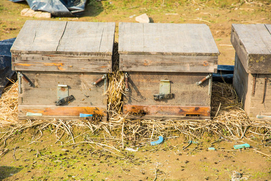 新手如何養(yǎng)好蜜蜂?(7個方法教你養(yǎng)蜜蜂) 新手如何養(yǎng)好蜜蜂?(7個方法教你養(yǎng)蜜蜂)