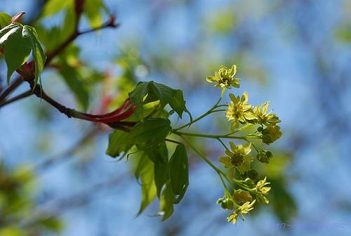 東北蜜源植物有哪些(東北常見的五種野生蜜源植物) 東北蜜源植物有哪些(東北常見的五種野生蜜源植物)