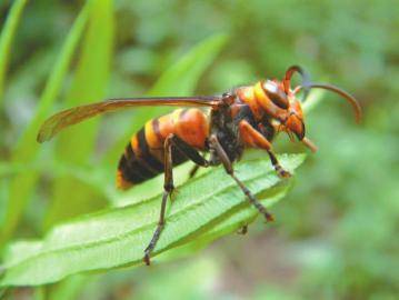 胡蜂離人多遠(yuǎn)會(huì)蟄人(人離胡蜂巢多遠(yuǎn)會(huì)受到攻擊) 胡蜂離人多遠(yuǎn)會(huì)蟄人(人離胡蜂巢多遠(yuǎn)會(huì)受到攻擊)