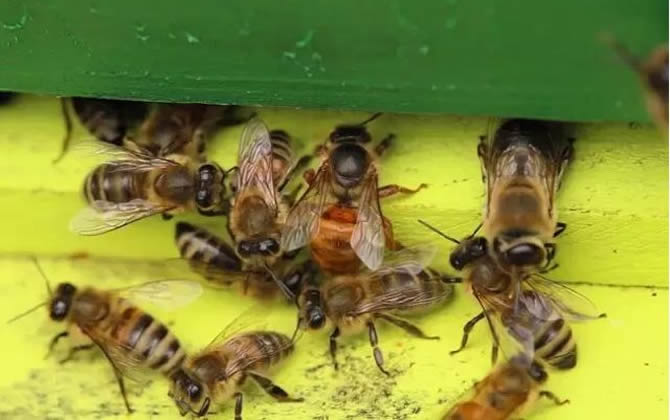 工蜂和雄蜂的區(qū)別在哪里(雄蜂和工蜂的區(qū)別) 工蜂和雄蜂的區(qū)別在哪里(雄蜂和工蜂的區(qū)別)