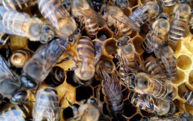 工蜂和雄蜂的區(qū)別在哪里(雄蜂和工蜂的區(qū)別) 工蜂和雄蜂的區(qū)別在哪里(雄蜂和工蜂的區(qū)別)