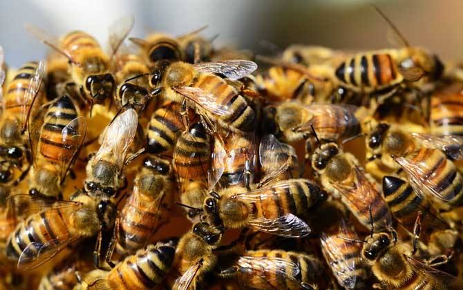 工蜂和雄蜂的區(qū)別在哪里(雄蜂和工蜂的區(qū)別) 工蜂和雄蜂的區(qū)別在哪里(雄蜂和工蜂的區(qū)別)