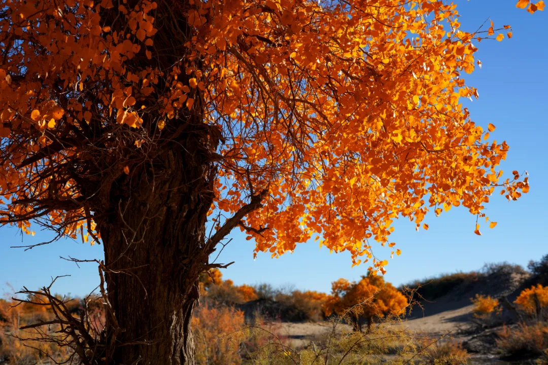中秋假期有哪些小眾的城市和地方值得推薦 中秋出行!新晉黑馬目的地TOP10,小眾海島、賞秋秘境、文化慢城