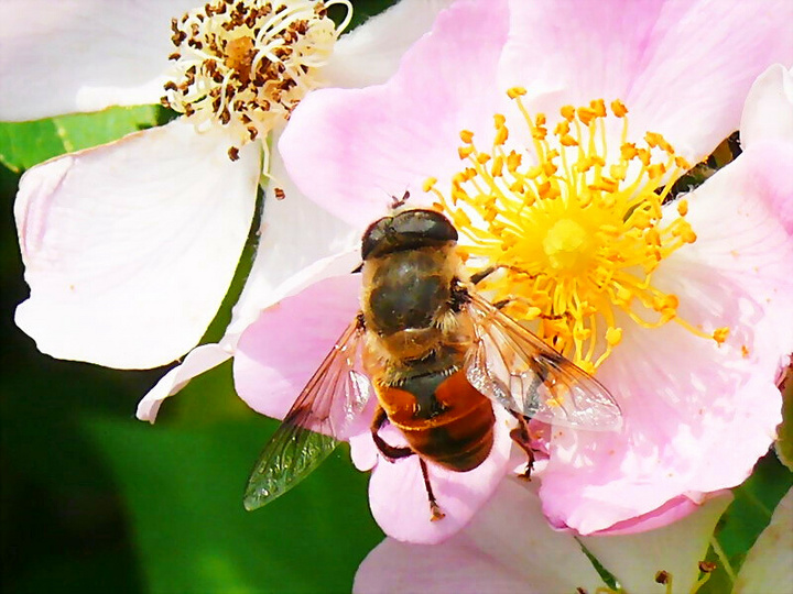 【蜜蜂知識(shí)】蜜蜂為什么正在逐漸消失？