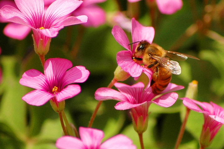 【蜜蜂知識(shí)】蜜蜂為什么正在逐漸消失？