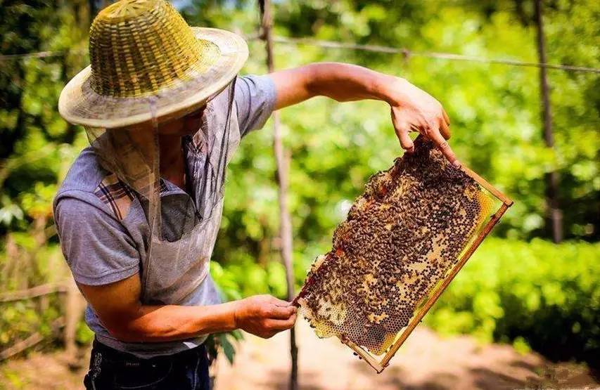 農(nóng)村土蜜蜂高效養(yǎng)殖技術(shù)(最新養(yǎng)土蜜蜂的實(shí)用技術(shù)方法) 農(nóng)村土蜜蜂高效養(yǎng)殖技術(shù)(最新養(yǎng)土蜜蜂的實(shí)用技術(shù)方法)