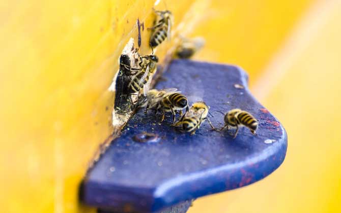 蜜蜂幾月幾號喂越冬糖 蜜蜂幾月幾號喂越冬糖