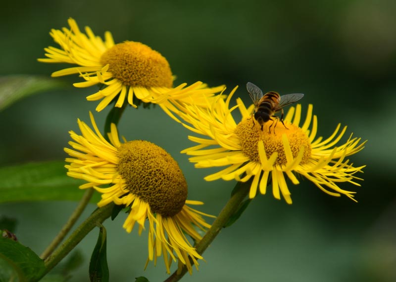 菊花是不是蜜源植物（對菊花蜜源的認識）