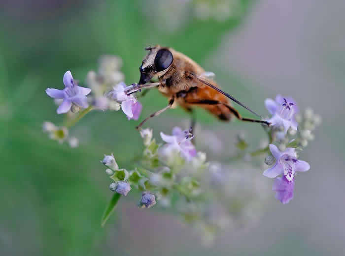【蜜蜂知識】松丹一號的優點和缺點 松丹一號的優點和缺點